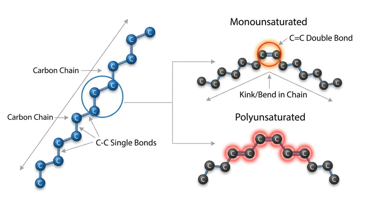 Molecular structure comparison of saturated versus unsaturated fatty acids with labeled carbon chains and double bonds, clean scientific illustration on white background, educational infographic style
